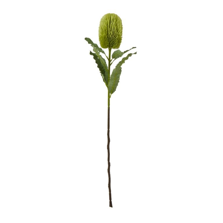 green large green banksia serrata stem product image