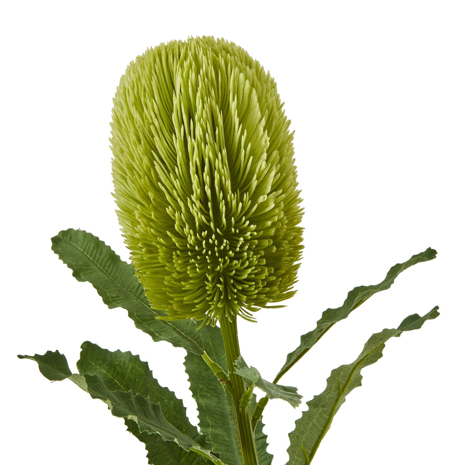 Large Green Banksia Serrata Stem - Image 2