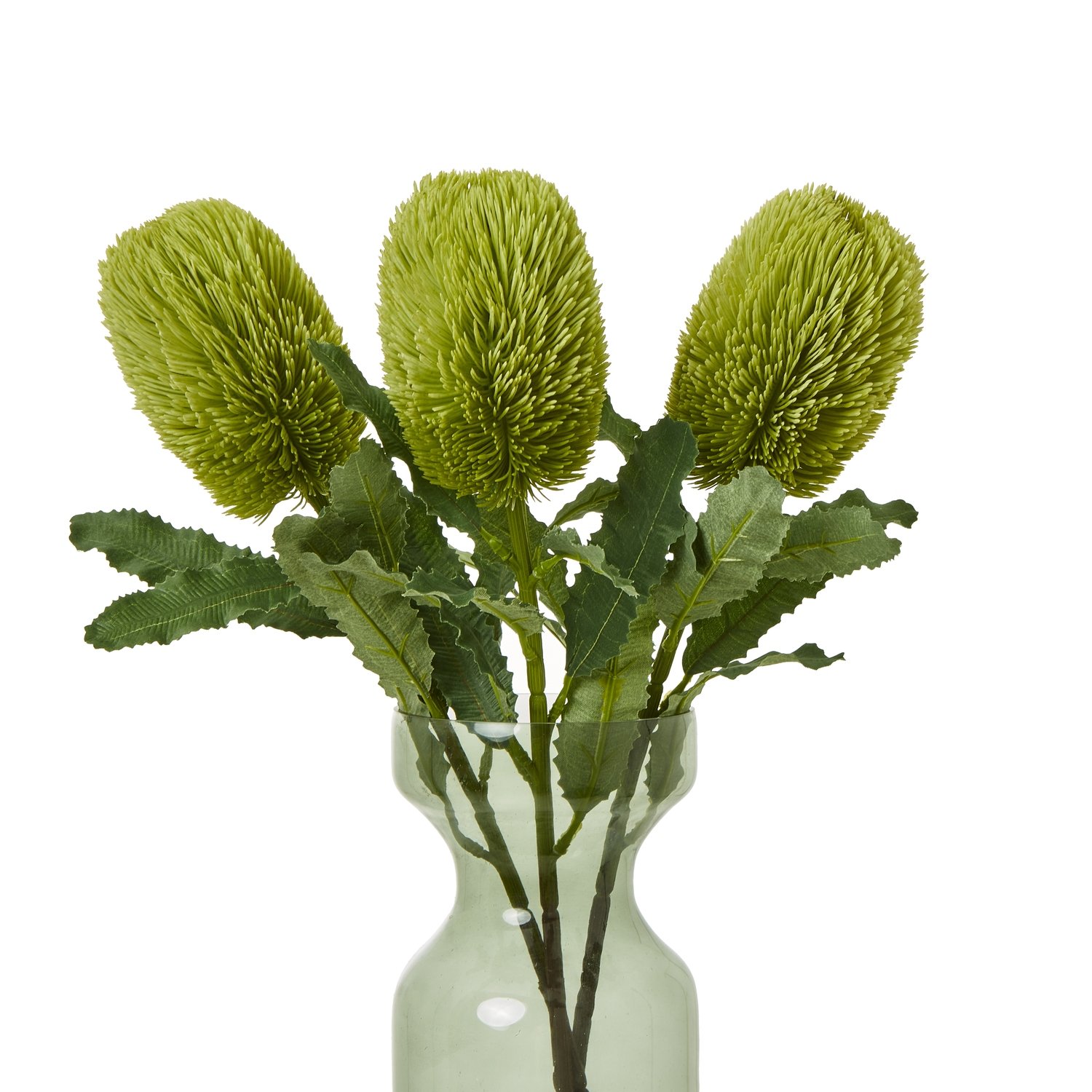 Large Green Banksia Serrata Stem - Image 3