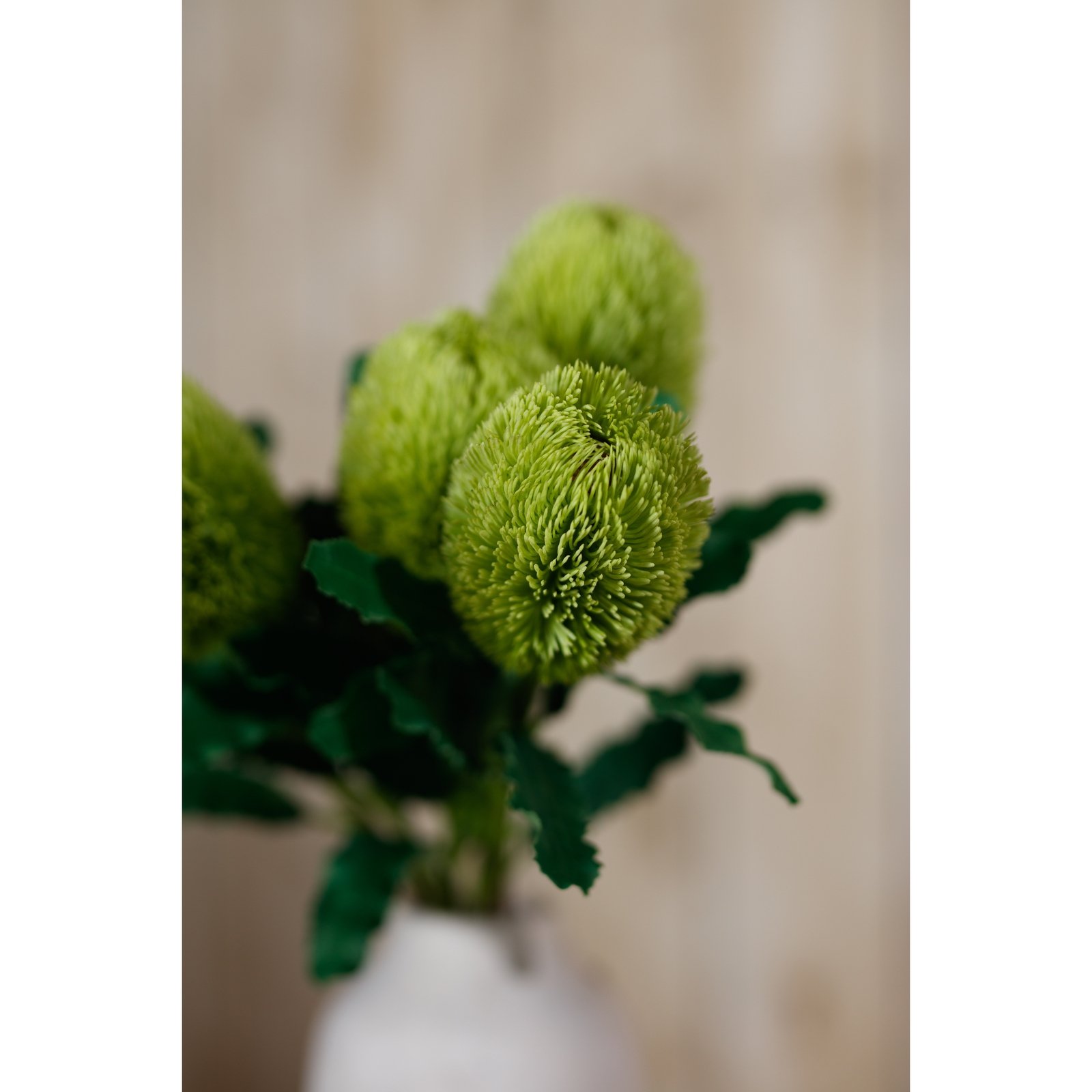 Large Green Banksia Serrata Stem - Image 5