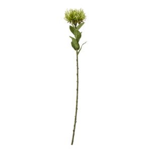 green green protea lorea stem product image