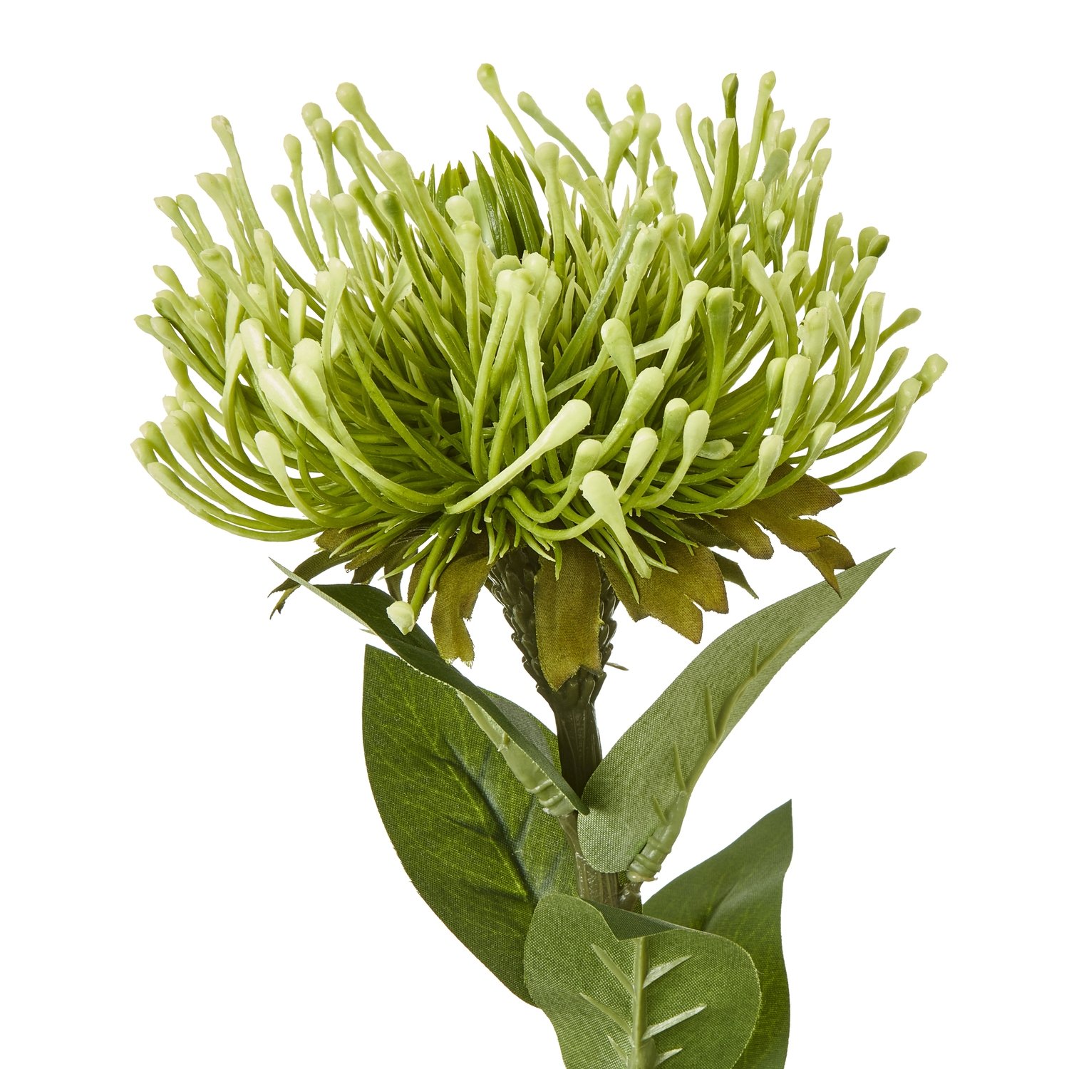Green Protea Lorea Stem - Image 2