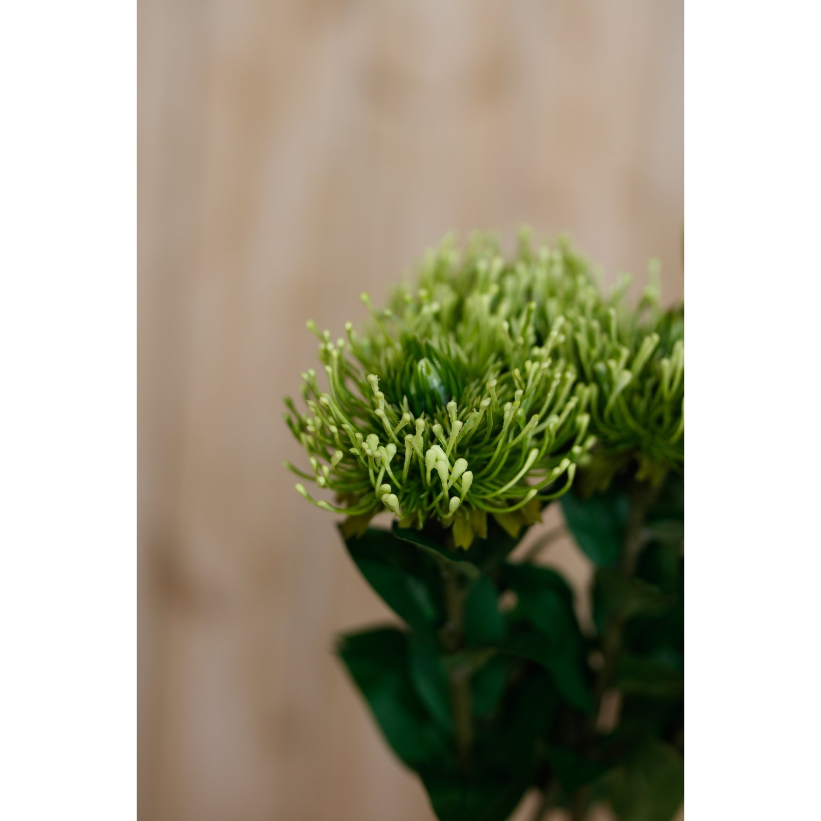 Green Protea Lorea Stem - Image 5