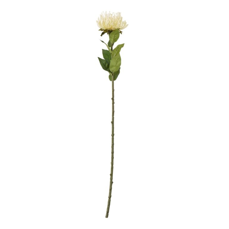 cream cream protea lorea stem product image