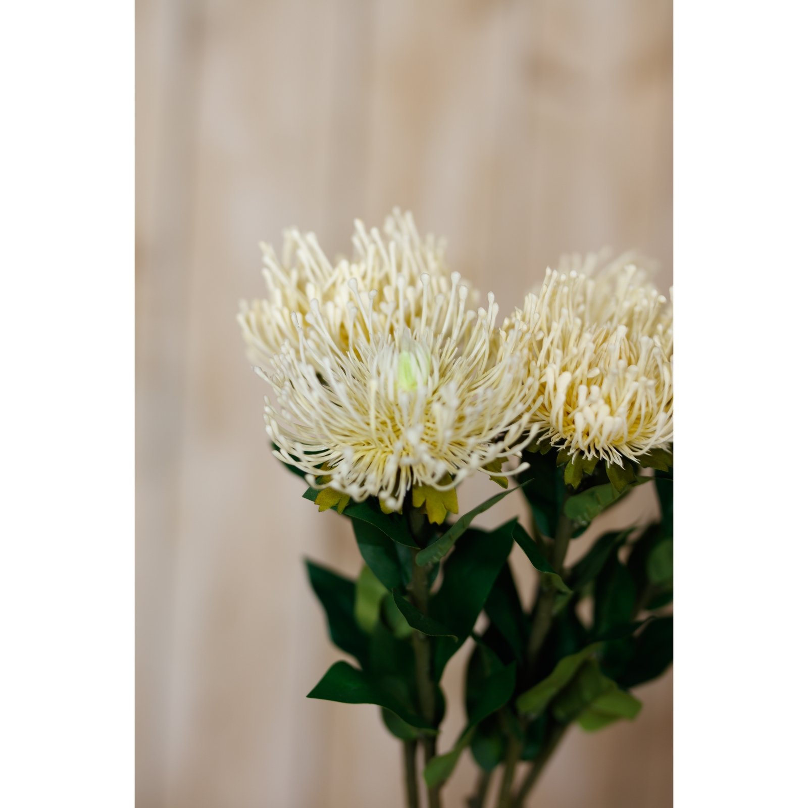 Cream Protea Lorea Stem - Image 5