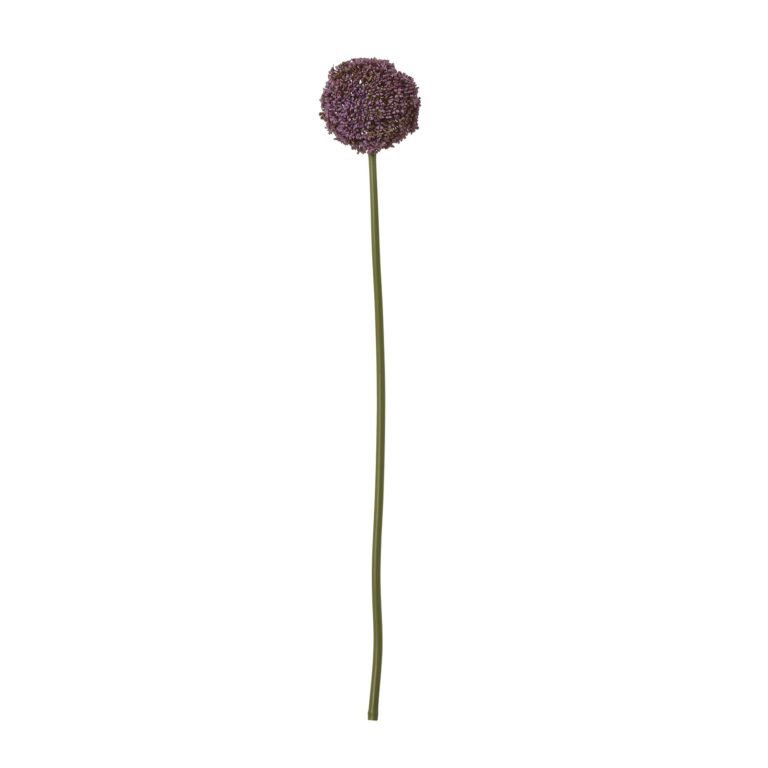 purple purple allium stem product image