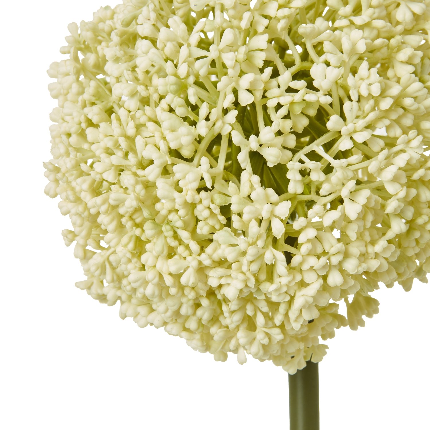 Cream Allium Stem - Image 2