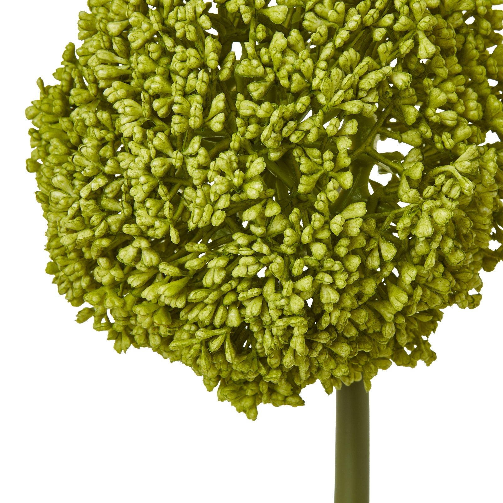 Green Allium Stem - Image 4