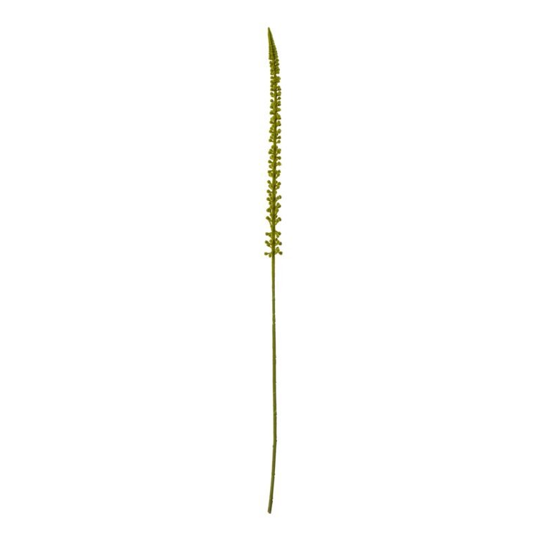 green green eremurus stem product image