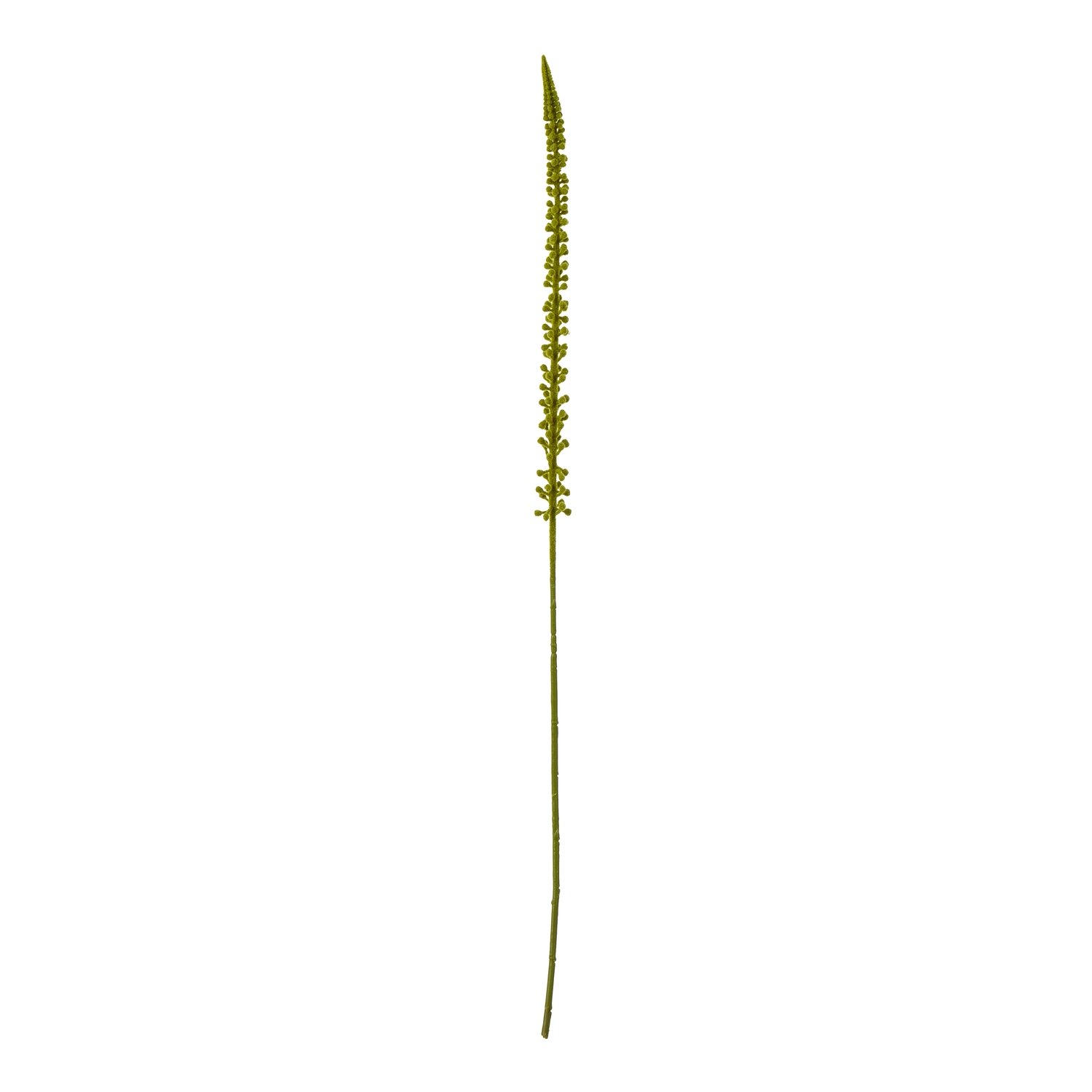 green green eremurus stem product image