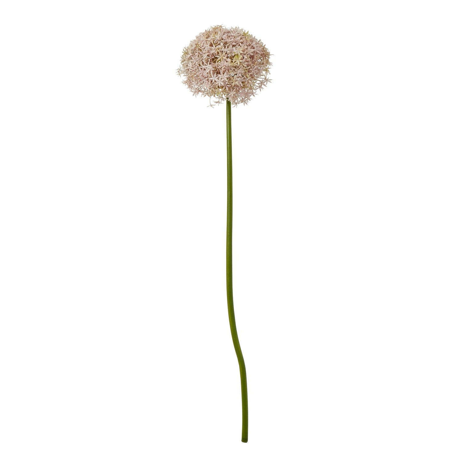 lilac lilac giant allium stem product image