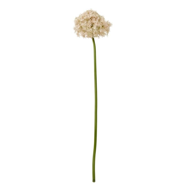 pink pink giant allium stem product image