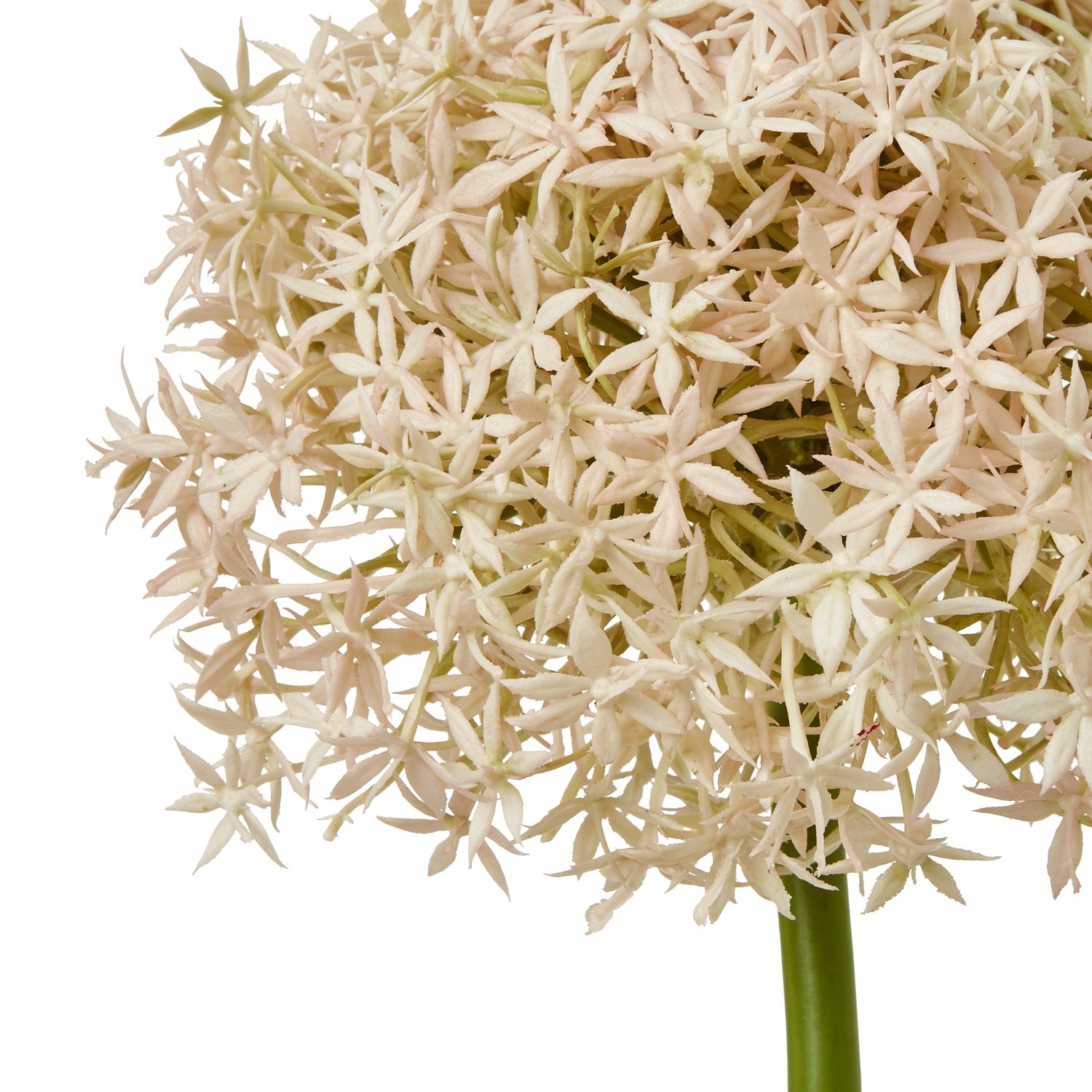 Pink Giant Allium Stem - Image 2