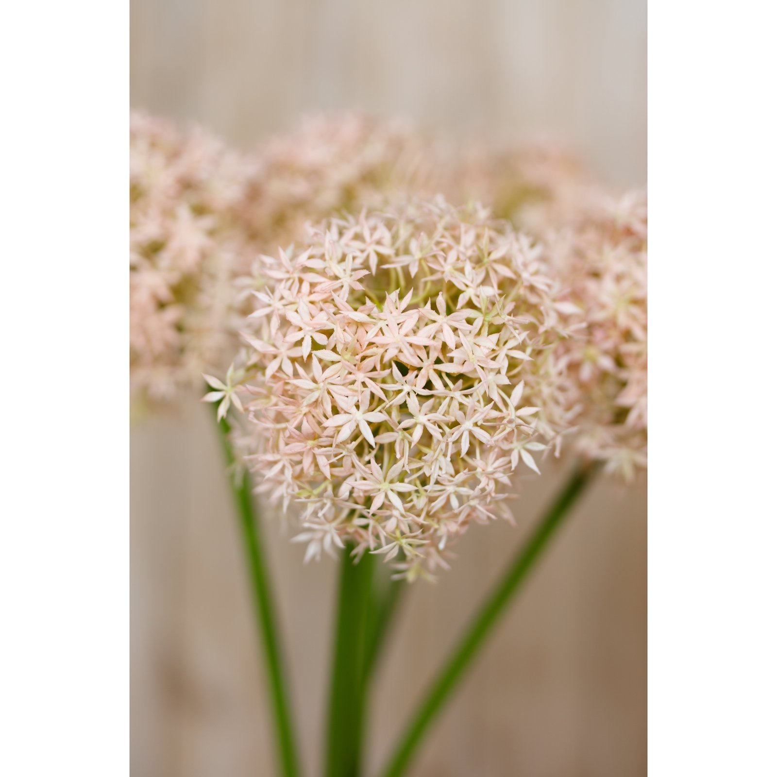Pink Giant Allium Stem - Image 5