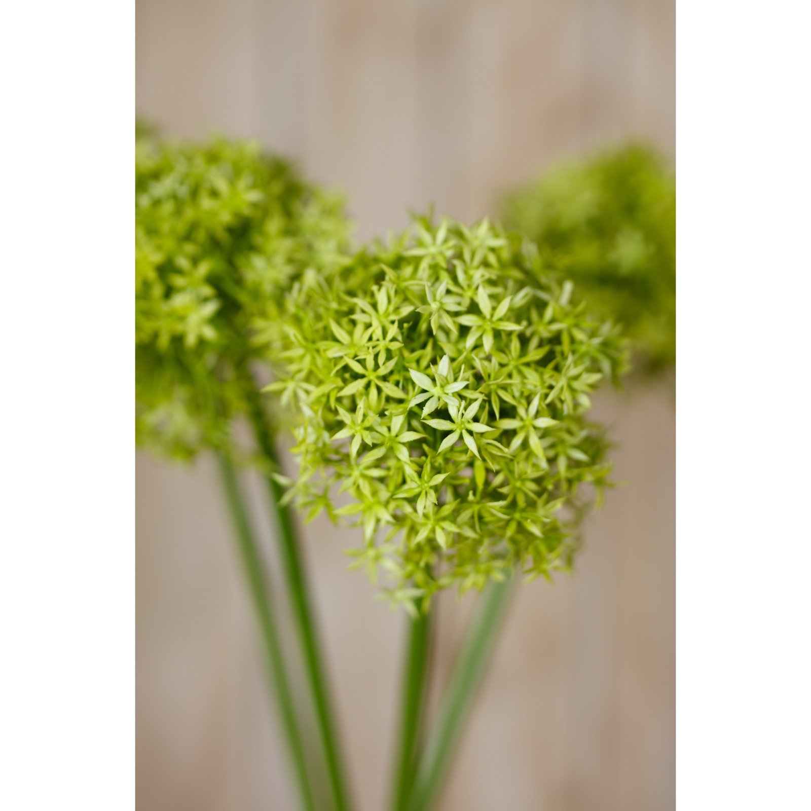 Green Giant Allium Stem - Image 5