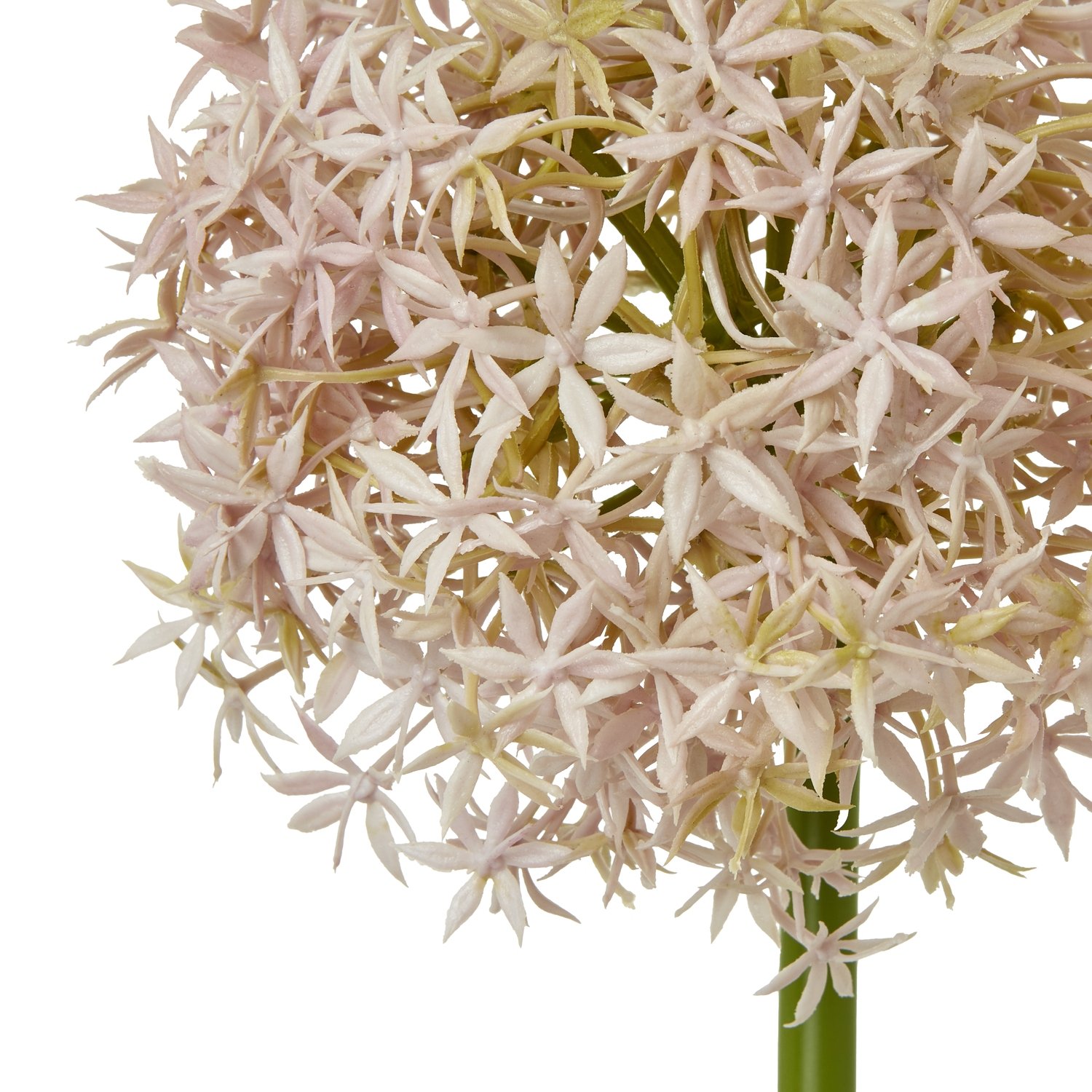 Lilac Medium Allium Stem - Image 2