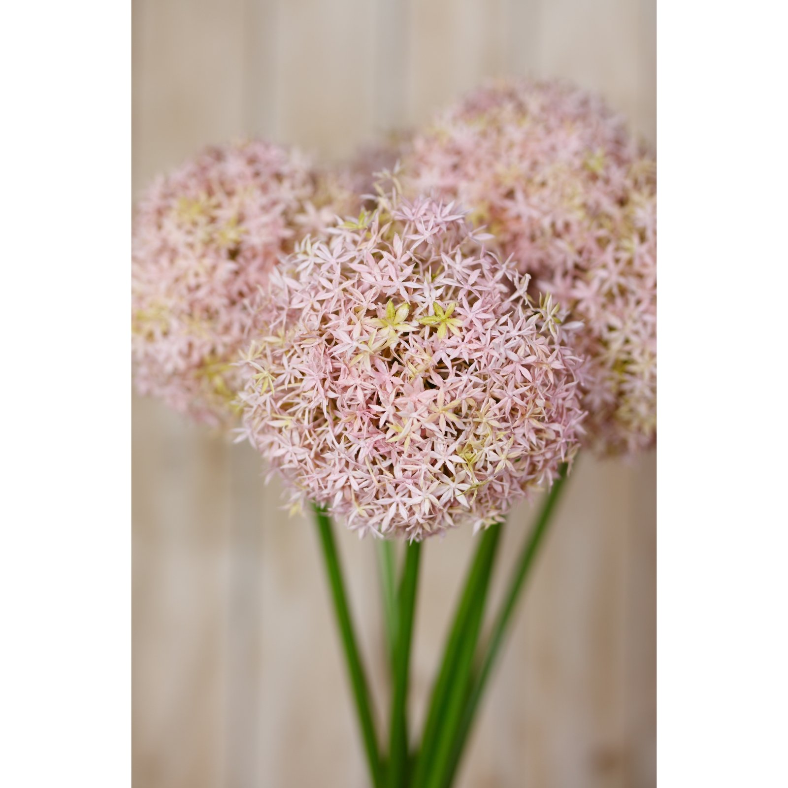 Lilac Medium Allium Stem - Image 5