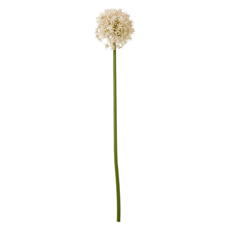 pink pink medium allium stem product image