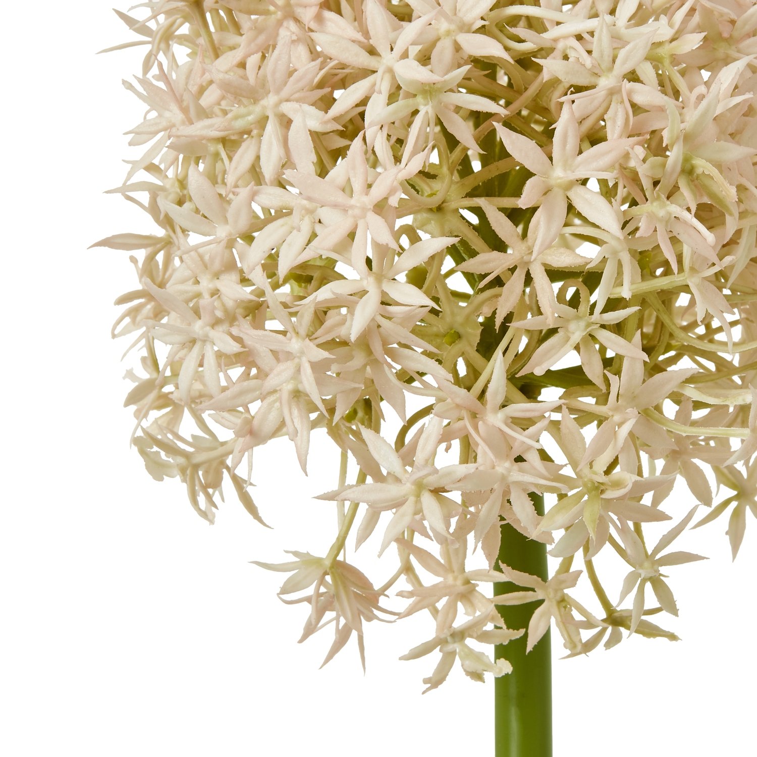 Pink Medium Allium Stem - Image 2