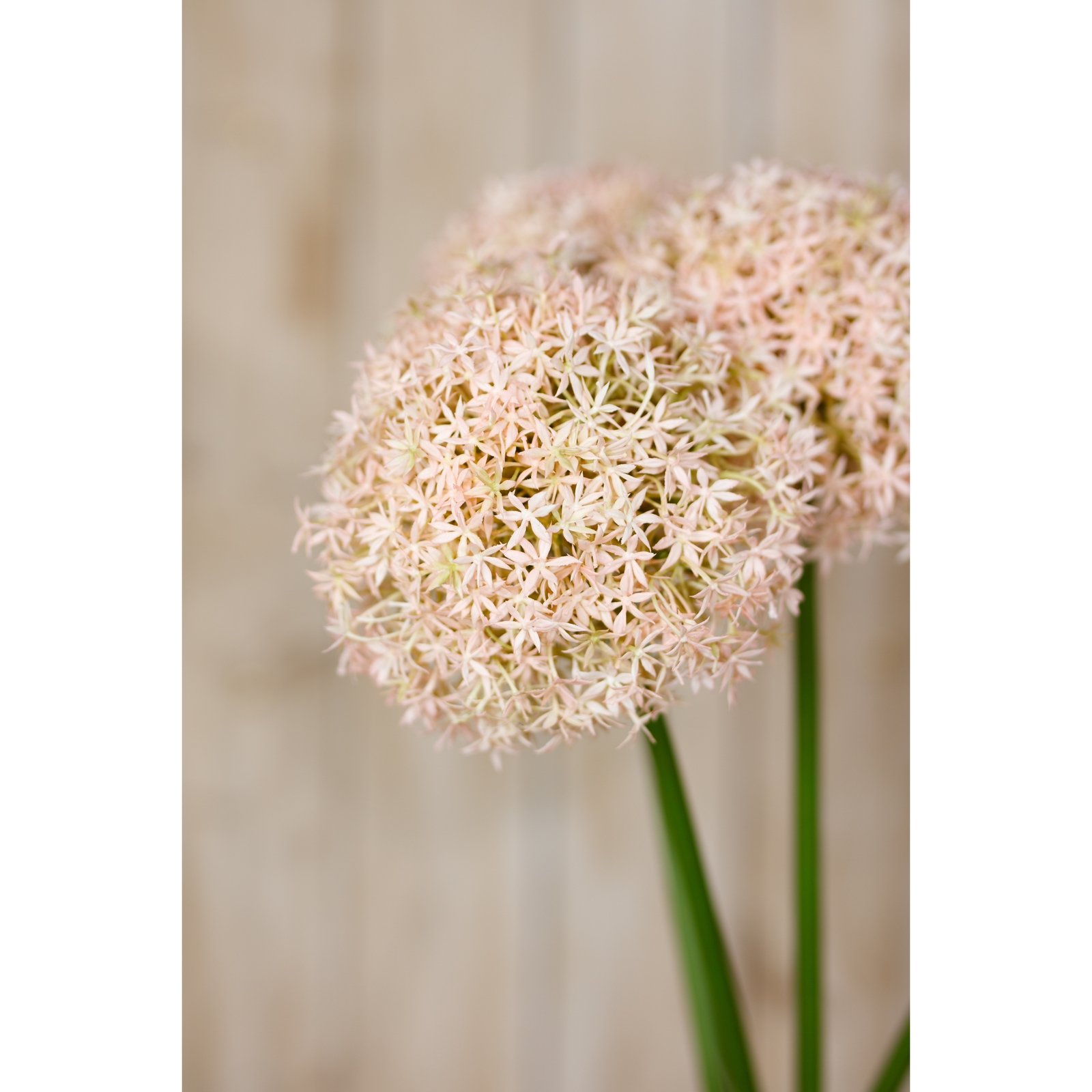 Pink Medium Allium Stem - Image 5