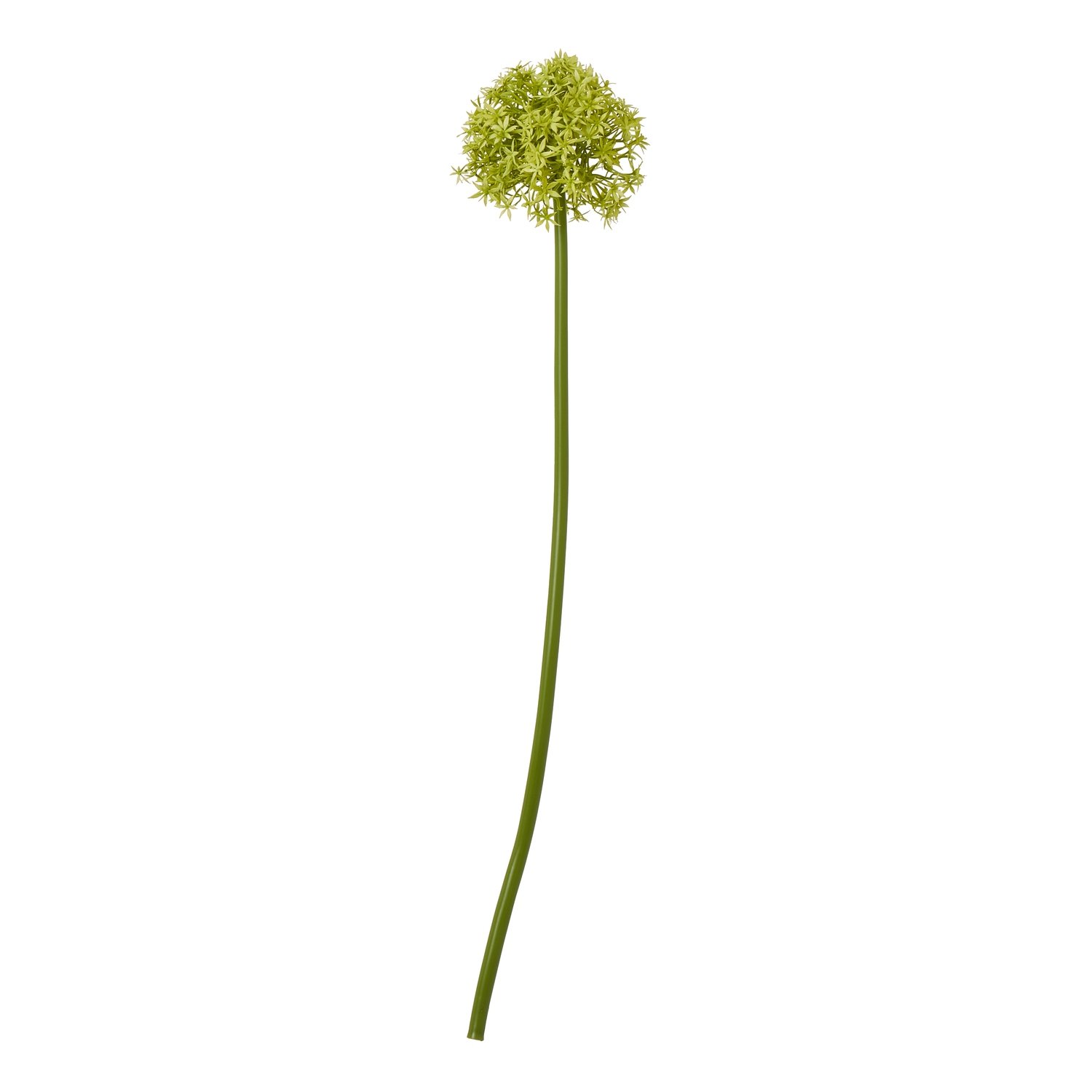 green green medium allium stem product image