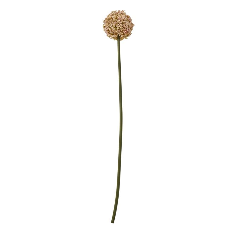 pink pink allium stem product image
