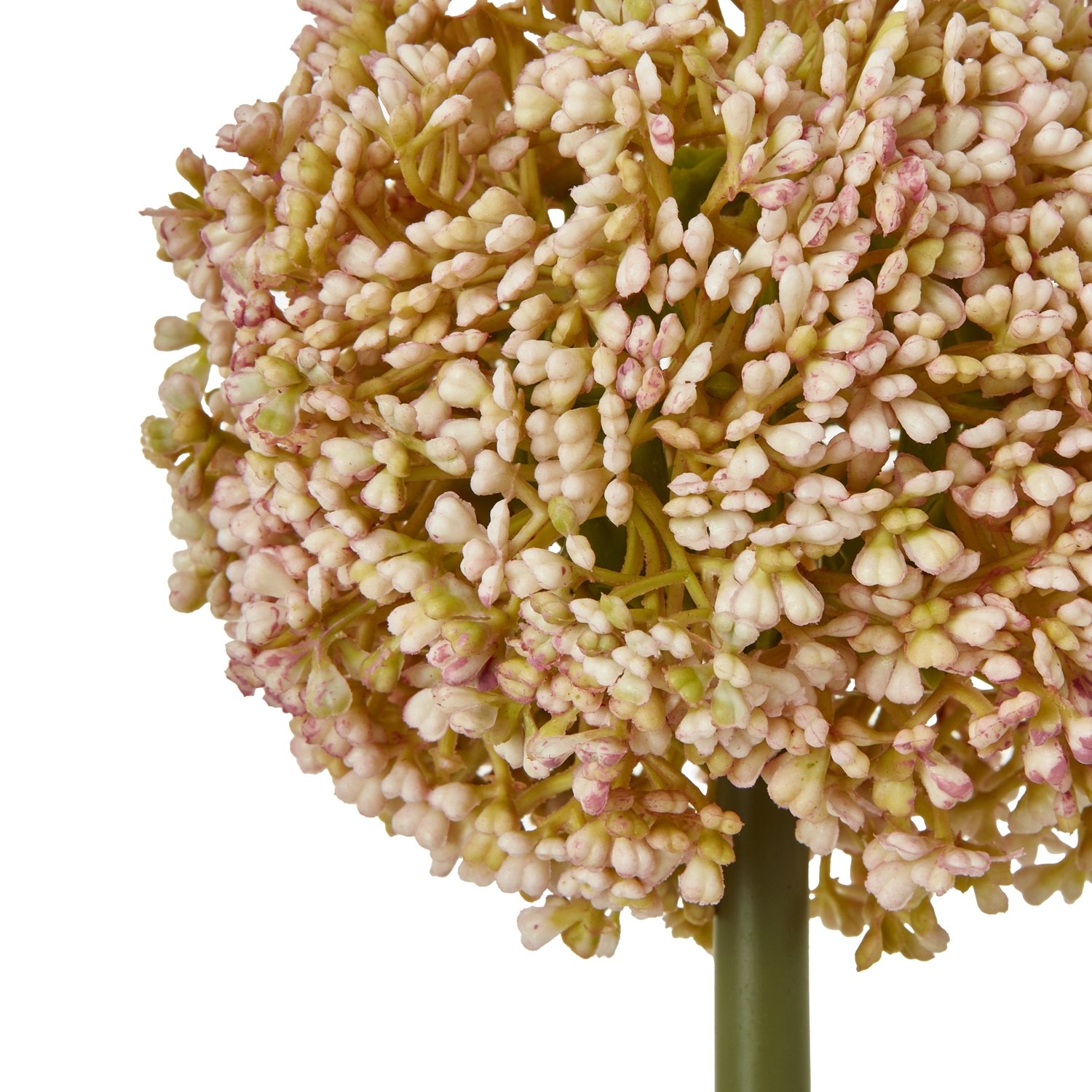 Pink Allium Stem - Image 2