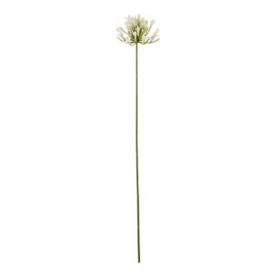 cream cream agapanthus spray product