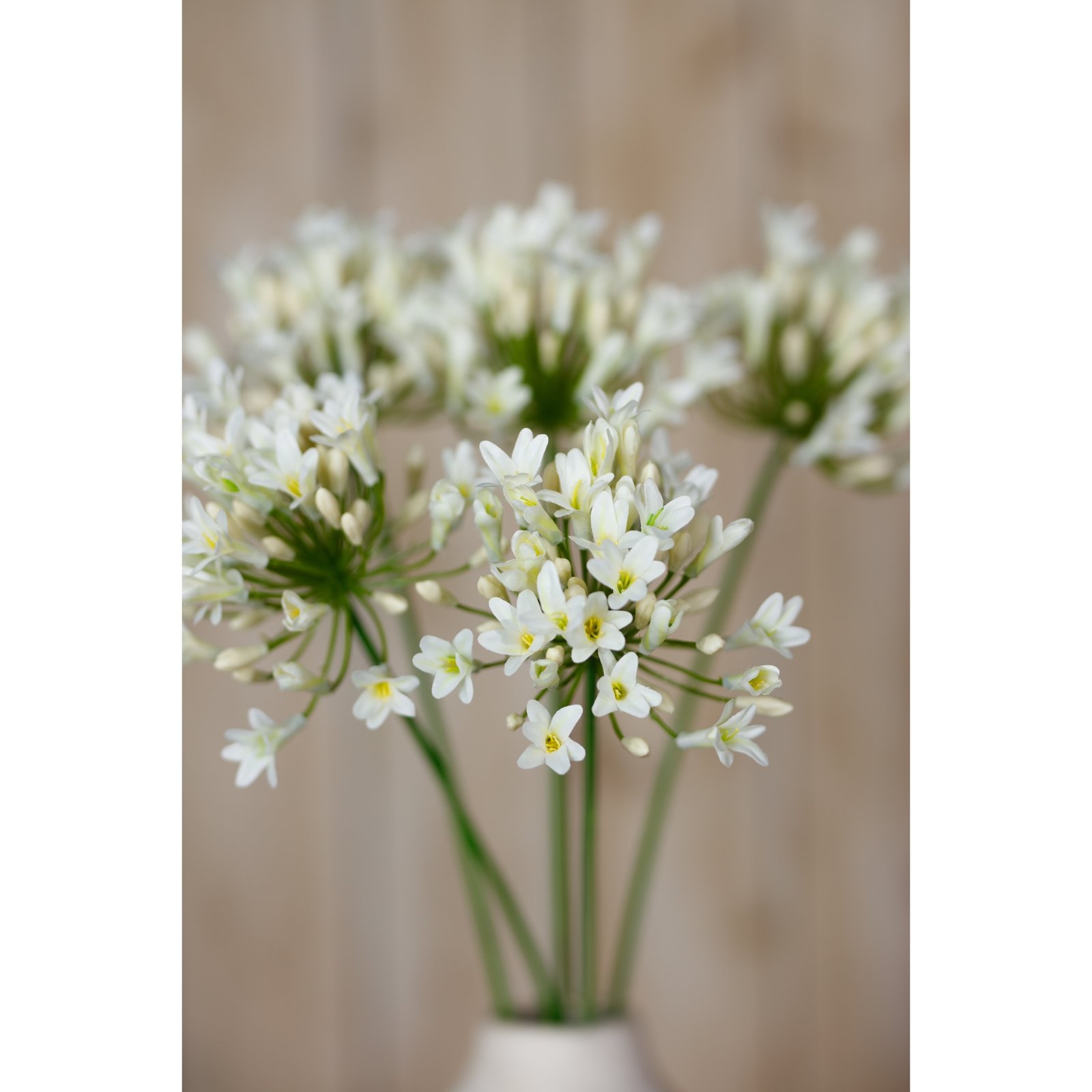 Cream Agapanthus Spray - Image 5