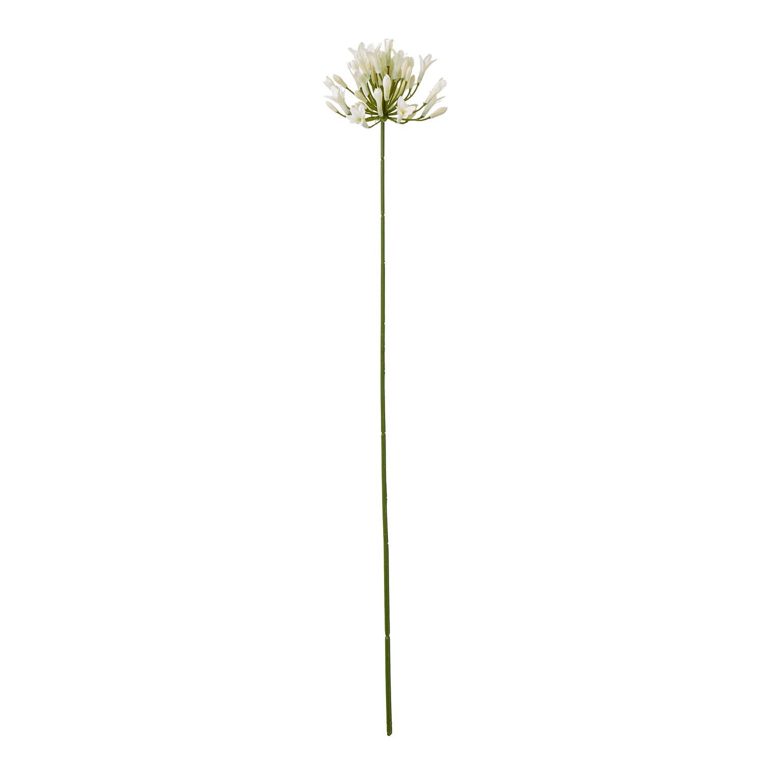 cream cream agapanthus spray product