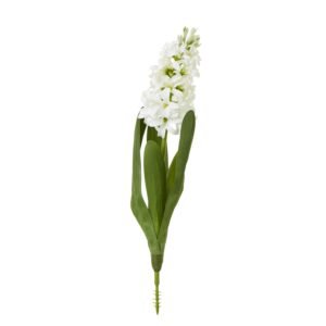 white white hyacinth stem product