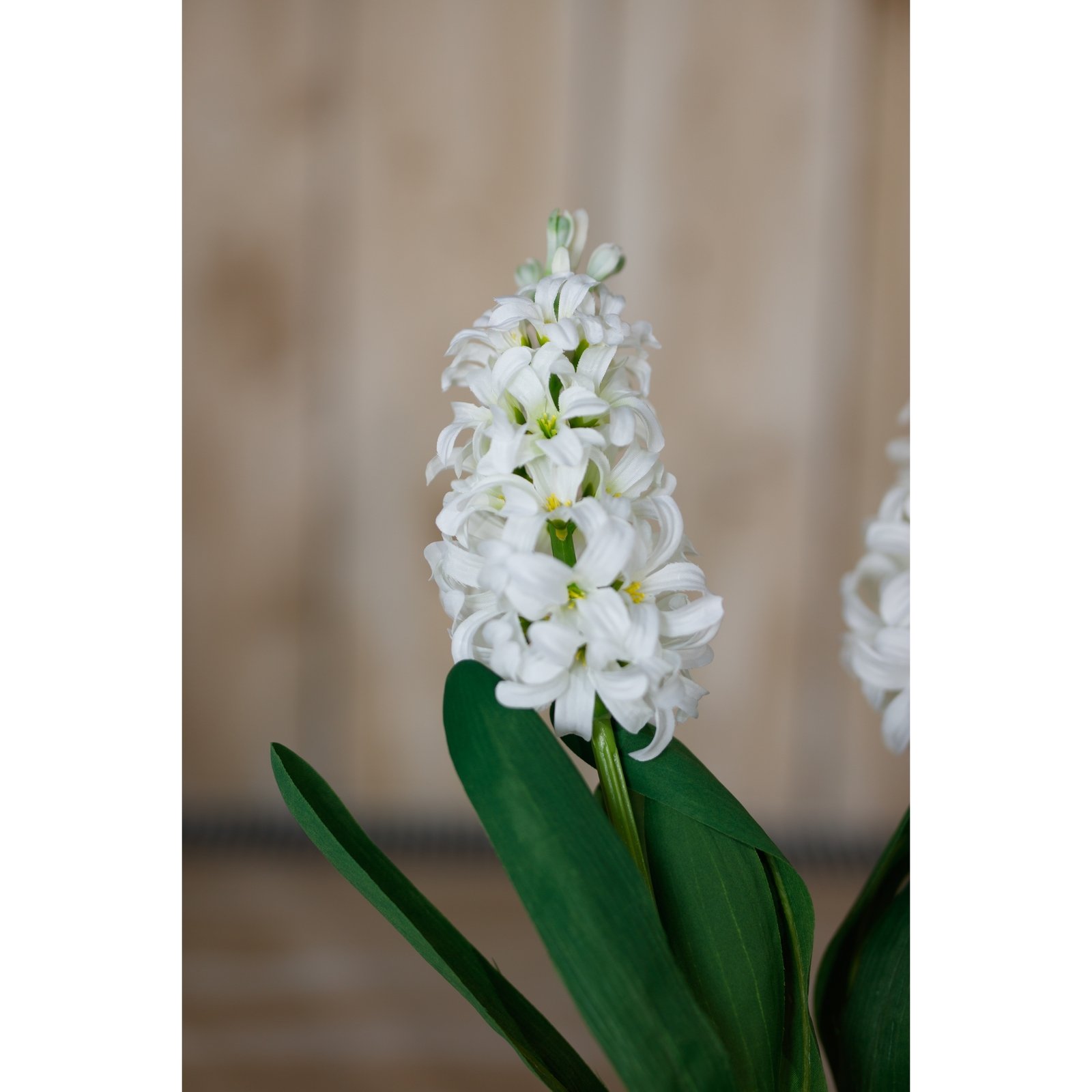 White Hyacinth Stem - Image 5