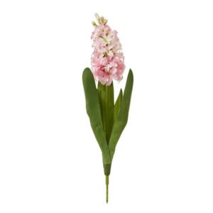 pink pink hyacinth stem product