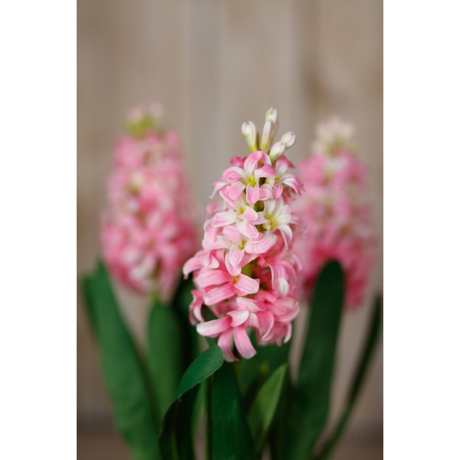 Pink Hyacinth Stem - Image 5