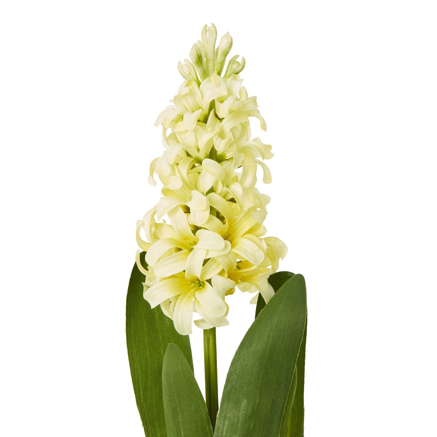 Yellow Hyacinth Stem - Image 2