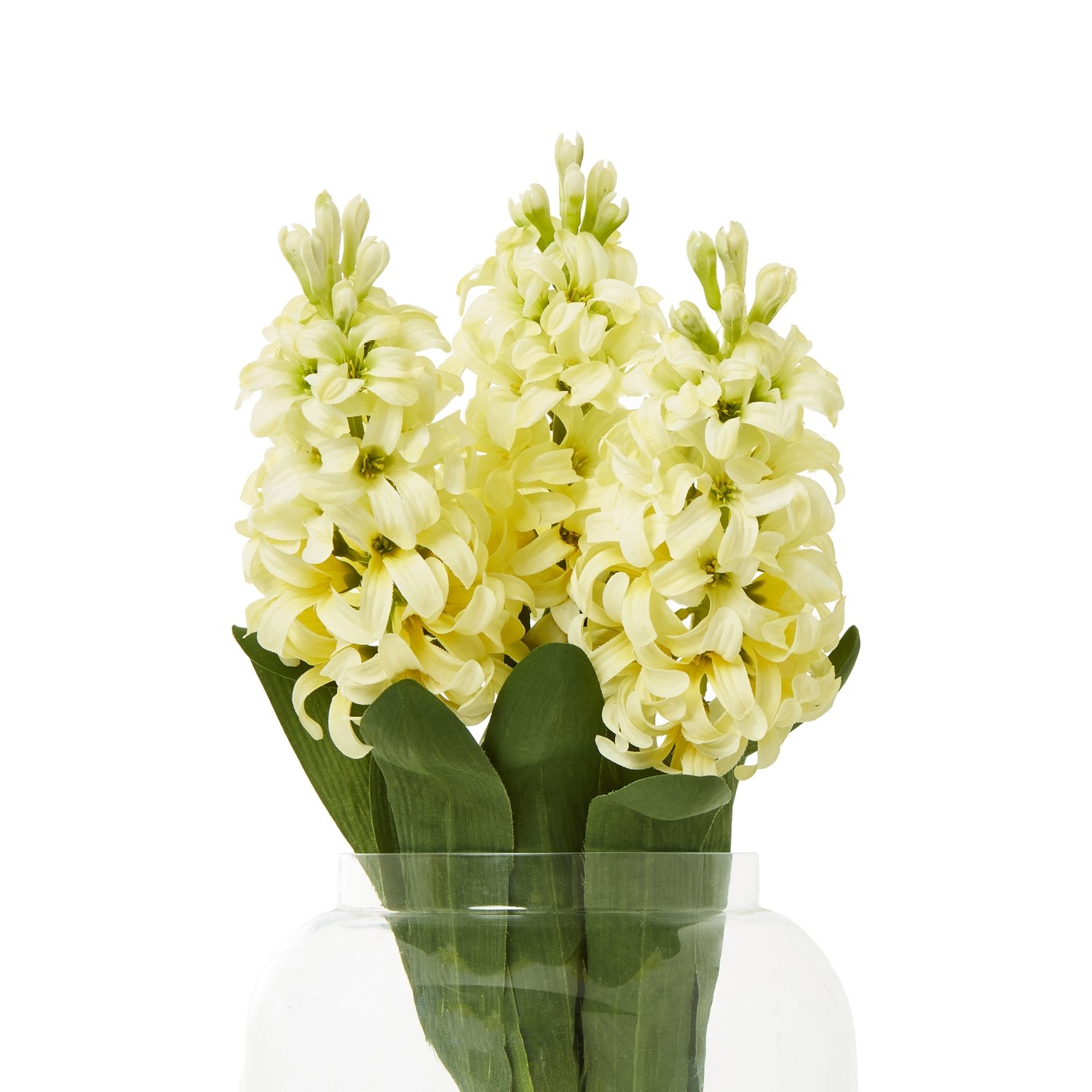 Yellow Hyacinth Stem - Image 3