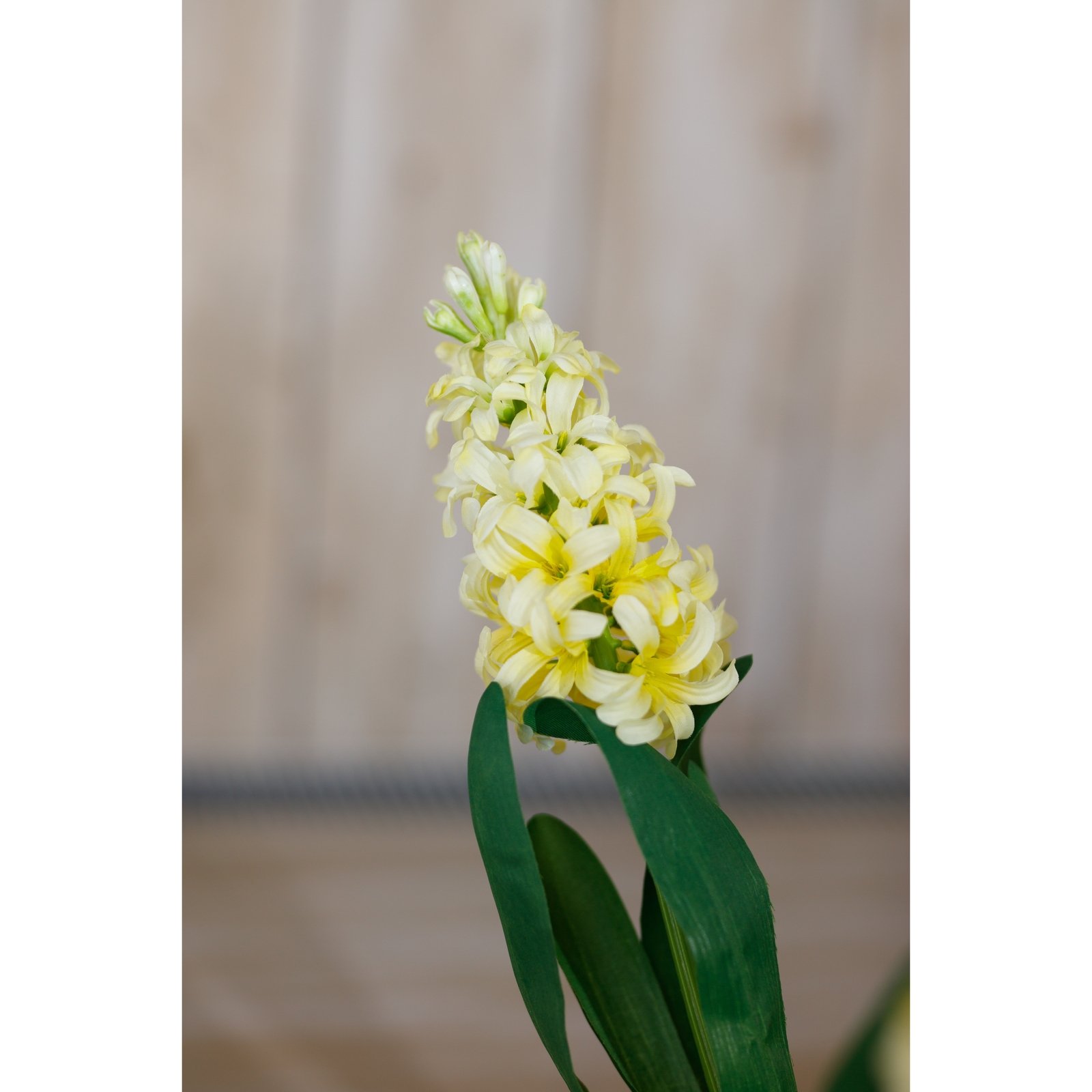 Yellow Hyacinth Stem - Image 5
