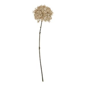 coffee coffee allium product