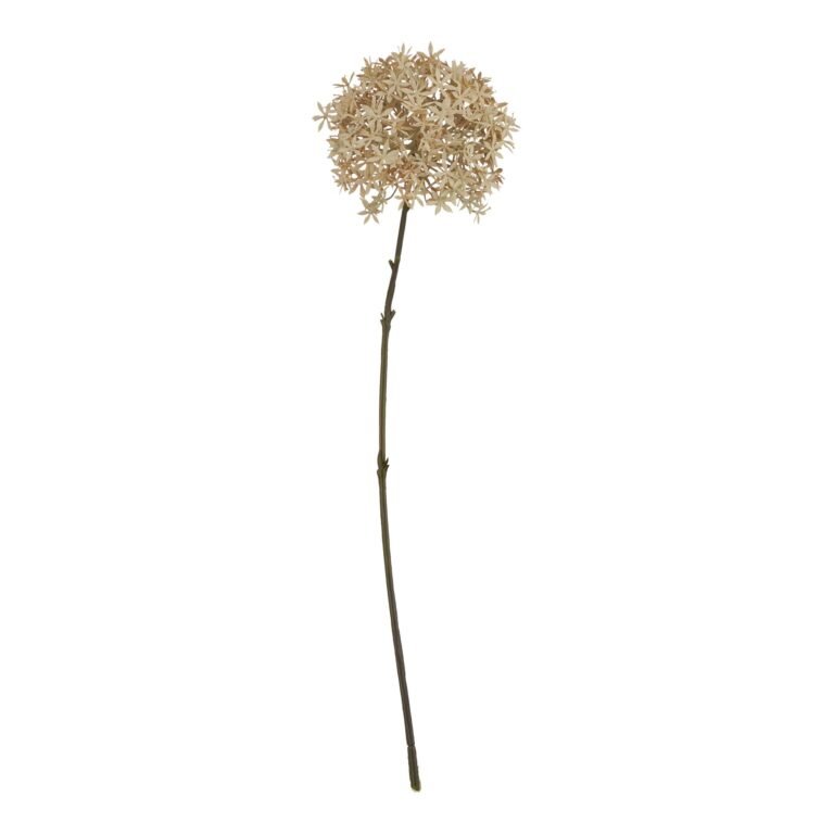 coffee coffee allium product