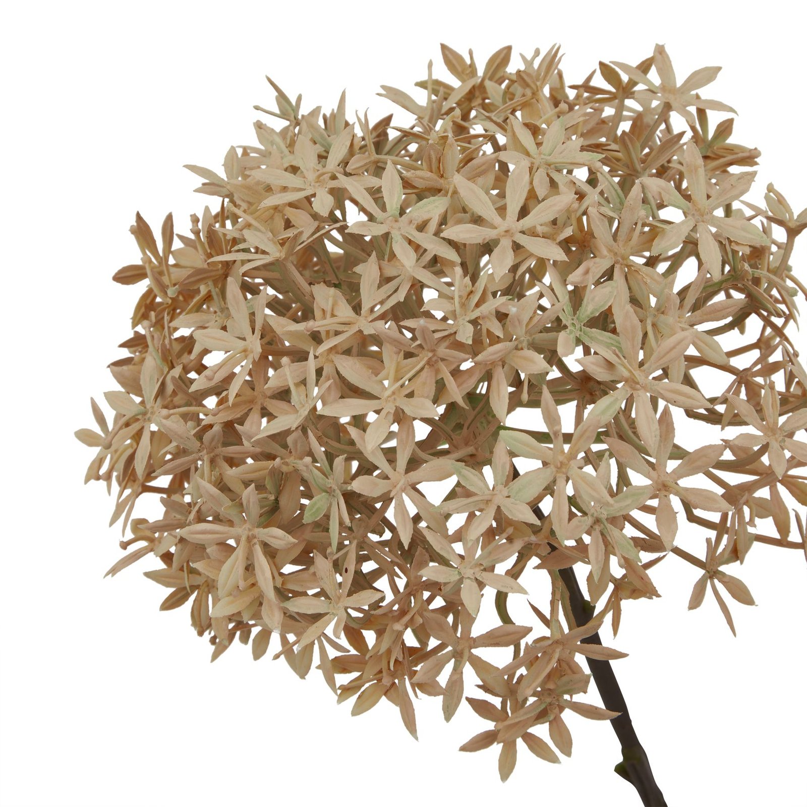 Coffee Allium - Image 2
