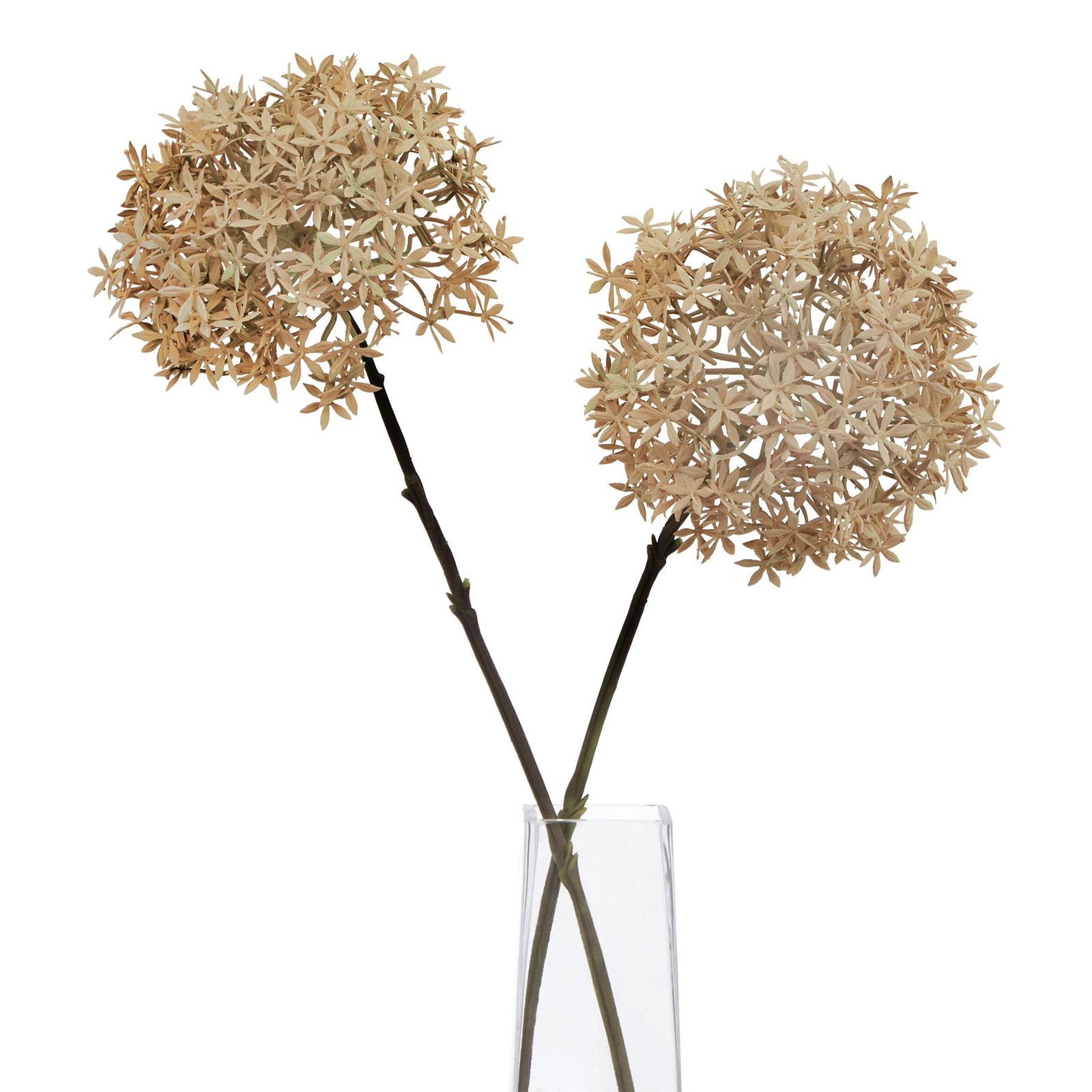 Coffee Allium - Image 3