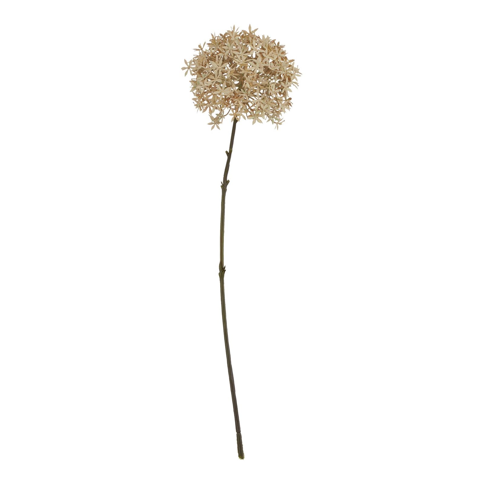 coffee coffee allium product