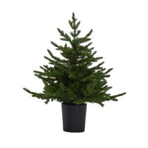 green pre-lit christmas tree in pot