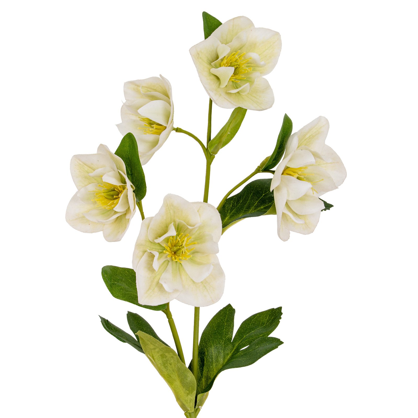 White Hellebore Stem - Image 2