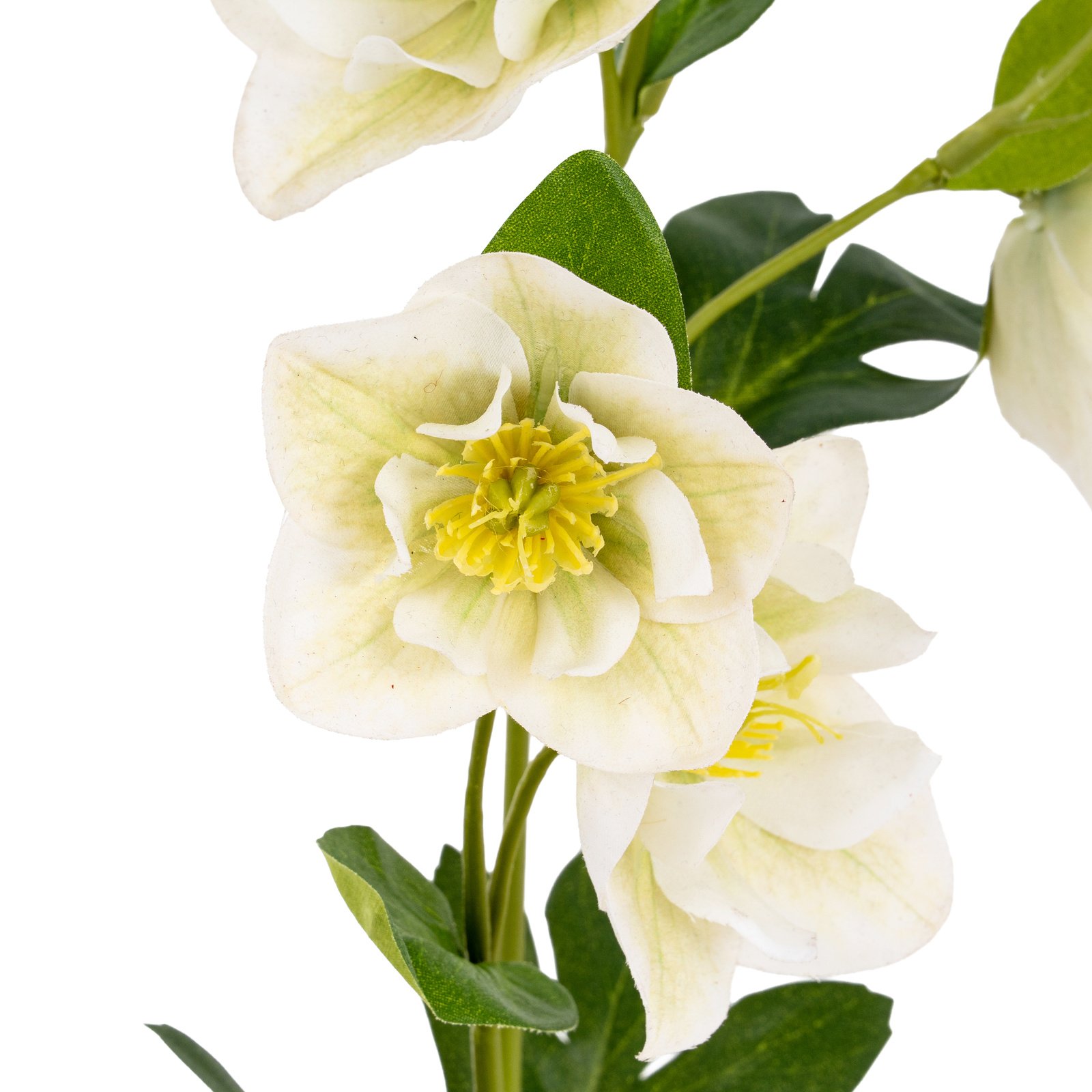 White Hellebore Stem - Image 4