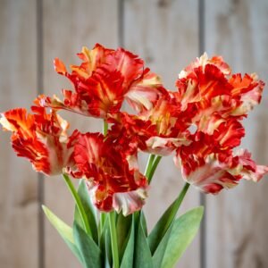 flame orange flame orange parrot tulip product image
