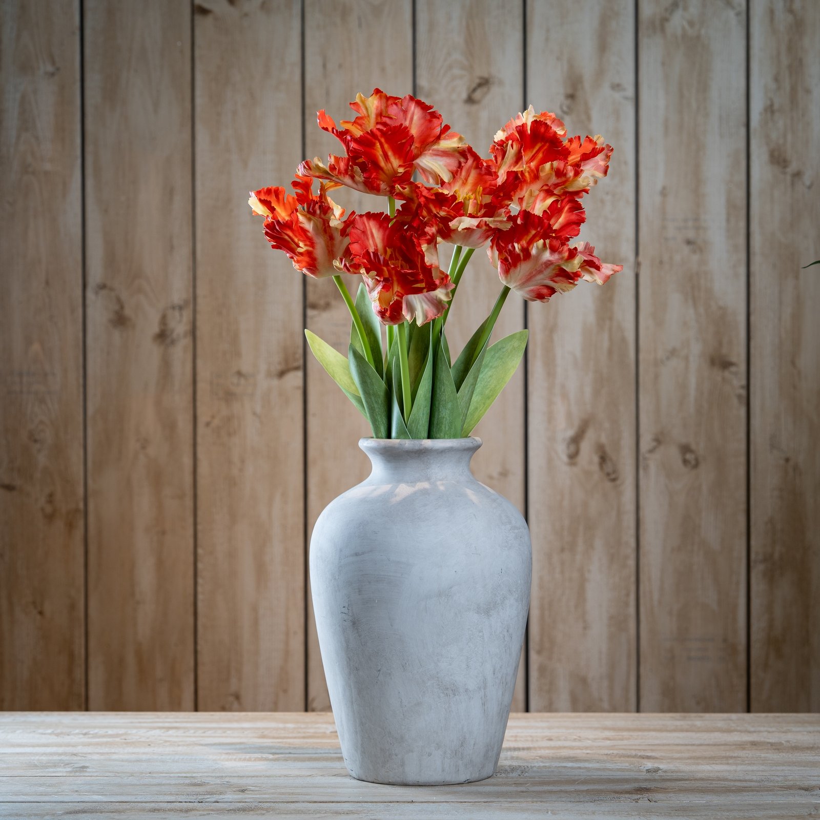 Flame Orange Parrot Tulip - Image 2