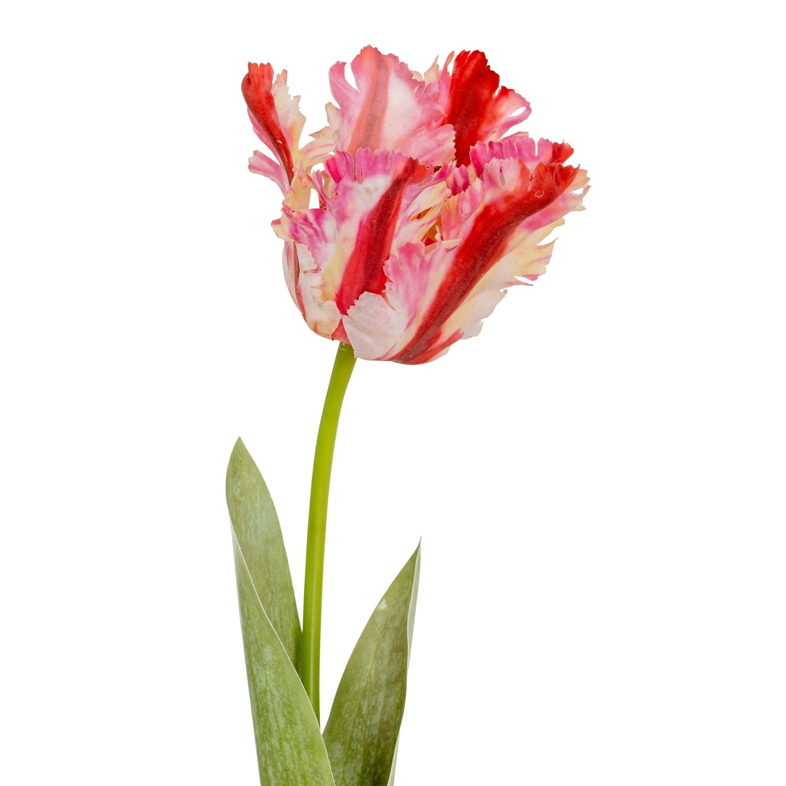 Multi Pink Parrot Tulip - Image 3