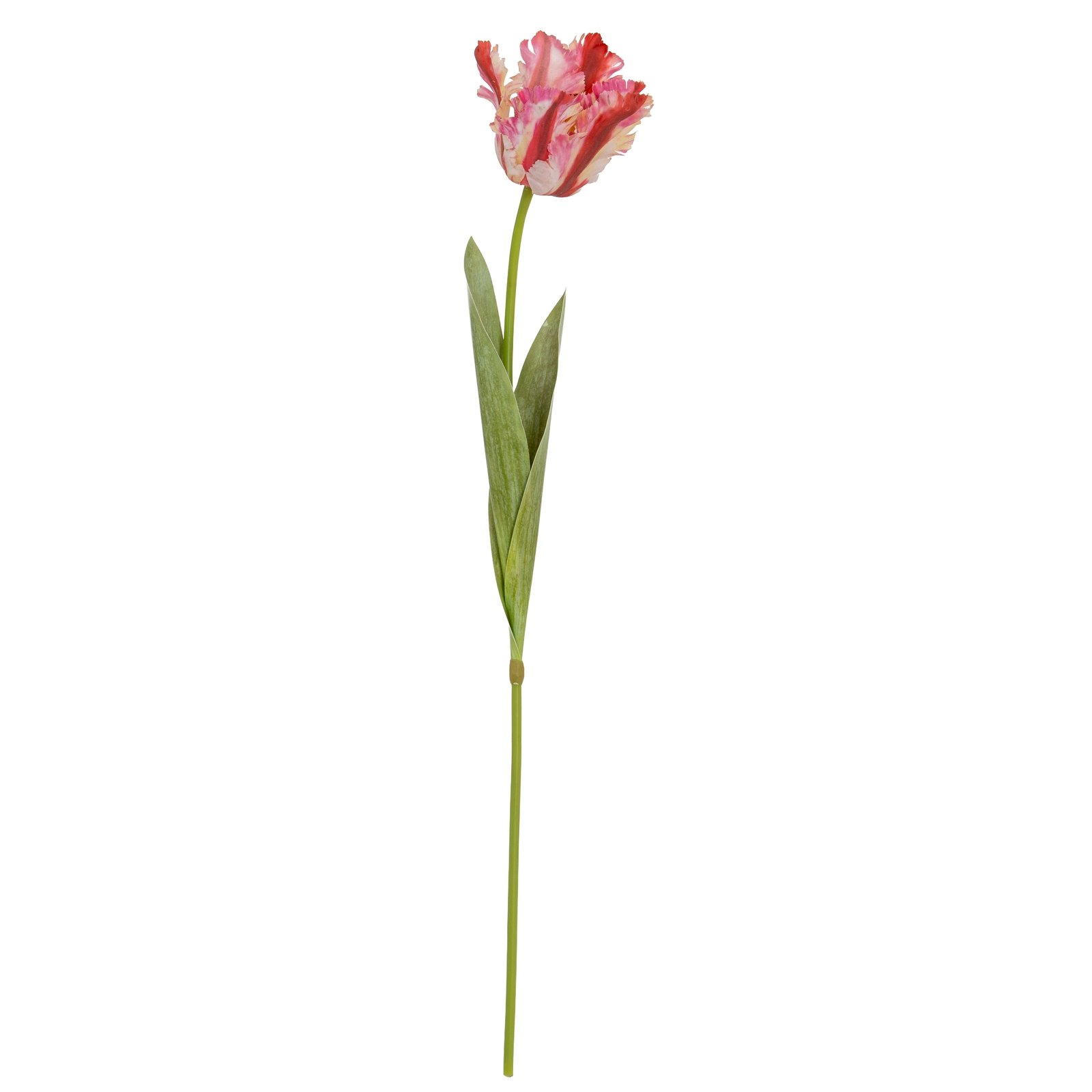 Multi Pink Parrot Tulip - Image 4