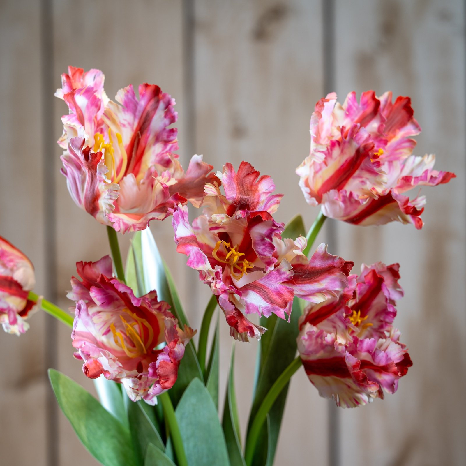 pink multi pink parrot tulip product image